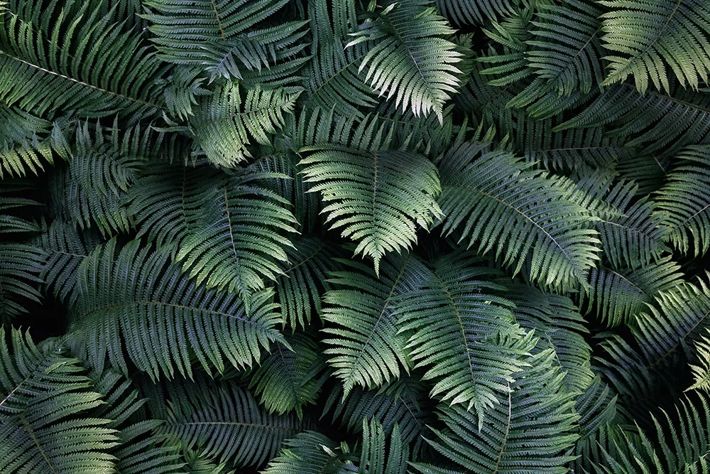 Купить Алюминиевая композитная панель коллекция GRASS в Екатеринбурге