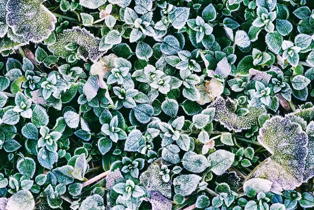 Купить Алюминиевая композитная панель коллекция GRASS в Екатеринбурге